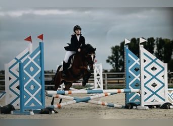 Weitere Ponys/Kleinpferde, Stute, 14 Jahre, 135 cm, Brauner