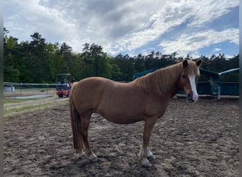 Weitere Ponys/Kleinpferde, Stute, 14 Jahre, 140 cm, Fuchs