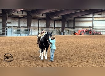 Weitere Ponys/Kleinpferde, Stute, 14 Jahre, 142 cm, Schecke