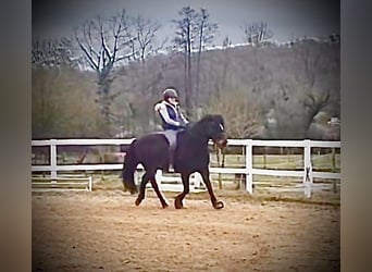 Weitere Ponys/Kleinpferde, Stute, 14 Jahre, 143 cm, Brauner