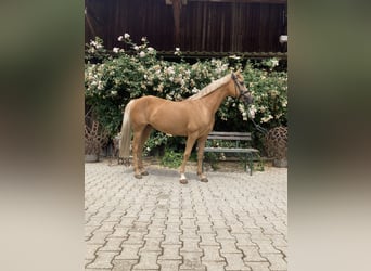 Weitere Ponys/Kleinpferde, Stute, 14 Jahre, 144 cm, Palomino