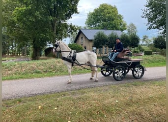 Weitere Ponys/Kleinpferde, Stute, 14 Jahre, 157 cm, Schimmel