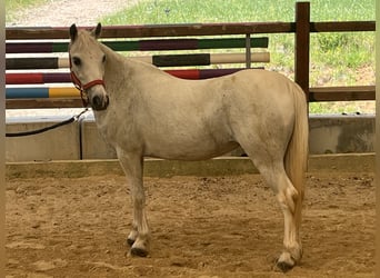 Weitere Ponys/Kleinpferde, Stute, 15 Jahre, 120 cm, Schimmel