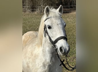 Weitere Ponys/Kleinpferde, Stute, 15 Jahre, 120 cm, Schimmel