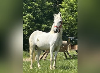 Weitere Ponys/Kleinpferde, Stute, 15 Jahre, 120 cm, Schimmel