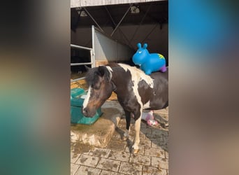 Weitere Ponys/Kleinpferde, Stute, 15 Jahre, 130 cm, Schecke