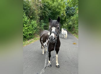 Weitere Ponys/Kleinpferde, Stute, 15 Jahre, 130 cm, Schecke