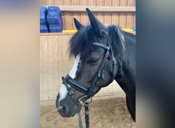 Weitere Ponys/Kleinpferde, Stute, 15 Jahre, 130 cm, Schecke