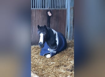 Weitere Ponys/Kleinpferde, Stute, 15 Jahre, 130 cm, Schecke