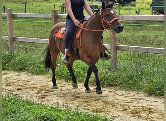 Weitere Ponys/Kleinpferde, Stute, 15 Jahre, 142 cm, Brauner