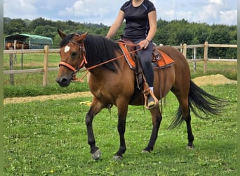 Weitere Ponys/Kleinpferde, Stute, 15 Jahre, 142 cm, Brauner