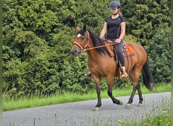 Weitere Ponys/Kleinpferde, Stute, 15 Jahre, 142 cm, Brauner