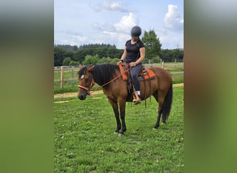 Weitere Ponys/Kleinpferde, Stute, 15 Jahre, 142 cm, Brauner