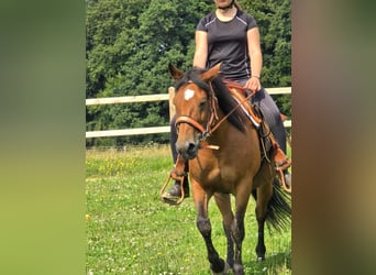 Weitere Ponys/Kleinpferde, Stute, 15 Jahre, 142 cm, Brauner