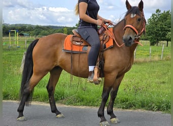 Weitere Ponys/Kleinpferde, Stute, 15 Jahre, 142 cm, Brauner