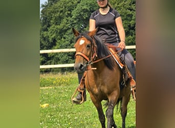 Weitere Ponys/Kleinpferde, Stute, 15 Jahre, 142 cm, Brauner