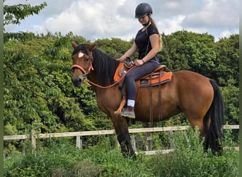 Weitere Ponys/Kleinpferde, Stute, 15 Jahre, 142 cm, Brauner