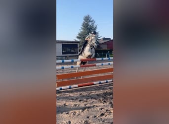 Weitere Ponys/Kleinpferde, Stute, 15 Jahre, 147 cm, Schimmel