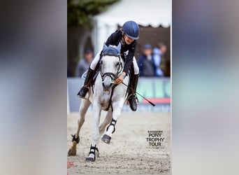 Weitere Ponys/Kleinpferde, Stute, 15 Jahre, 147 cm, Schimmel