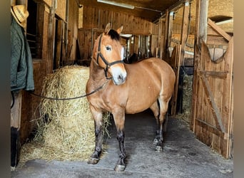 Weitere Ponys/Kleinpferde Mix, Stute, 15 Jahre, 148 cm