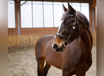 Weitere Ponys/Kleinpferde, Stute, 15 Jahre, 160 cm, Dunkelbrauner