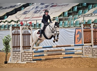 Weitere Ponys/Kleinpferde, Stute, 15 Jahre, Schimmel