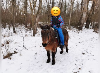 Weitere Ponys/Kleinpferde, Stute, 16 Jahre, 115 cm, Brauner