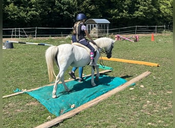 Weitere Ponys/Kleinpferde, Stute, 16 Jahre, 120 cm, Schimmel