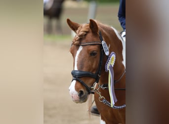 Weitere Ponys/Kleinpferde Mix, Stute, 16 Jahre, 122 cm, Schecke