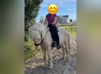 Weitere Ponys/Kleinpferde, Stute, 16 Jahre, 136 cm, Palomino