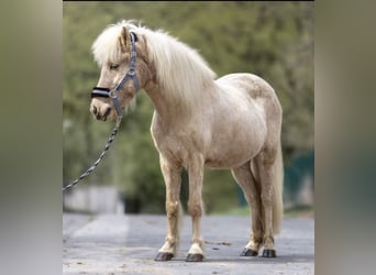 Weitere Ponys/Kleinpferde, Stute, 16 Jahre, 136 cm, Palomino