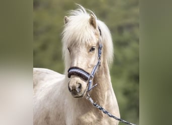 Weitere Ponys/Kleinpferde, Stute, 16 Jahre, 136 cm, Palomino