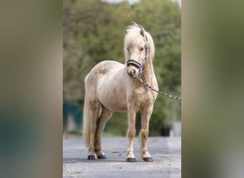 Weitere Ponys/Kleinpferde, Stute, 16 Jahre, 136 cm, Palomino