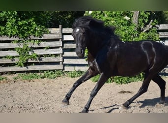 Weitere Ponys/Kleinpferde Mix, Stute, 16 Jahre, 143 cm, Rappe