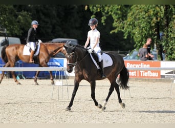 Weitere Ponys/Kleinpferde, Stute, 16 Jahre, 148 cm, Dunkelbrauner