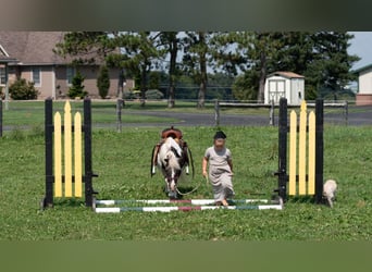 Weitere Ponys/Kleinpferde, Stute, 16 Jahre, 91 cm, Schecke