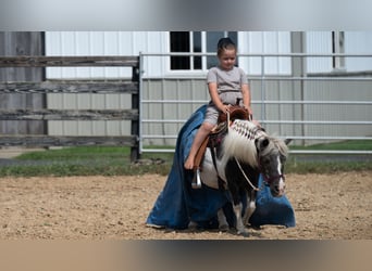 Weitere Ponys/Kleinpferde, Stute, 16 Jahre, 91 cm, Schecke