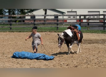 Weitere Ponys/Kleinpferde, Stute, 16 Jahre, 91 cm, Schecke