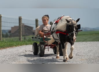Weitere Ponys/Kleinpferde, Stute, 16 Jahre, 91 cm, Schecke