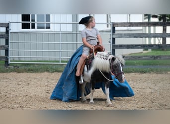 Weitere Ponys/Kleinpferde, Stute, 16 Jahre, 91 cm, Schecke