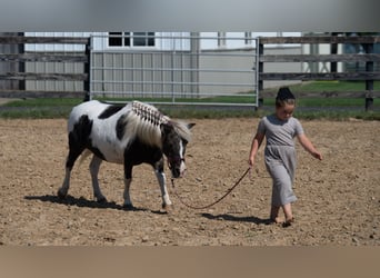 Weitere Ponys/Kleinpferde, Stute, 16 Jahre, 91 cm, Schecke