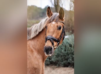 Weitere Ponys/Kleinpferde, Stute, 17 Jahre, 155 cm, Cremello