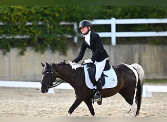 Weitere Ponys/Kleinpferde, Stute, 18 Jahre, 120 cm, Schecke