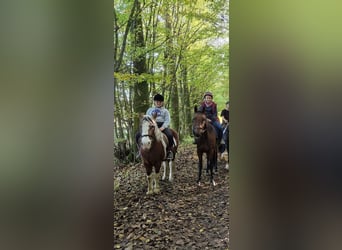 Weitere Ponys/Kleinpferde, Stute, 18 Jahre, 125 cm, Overo-alle-Farben