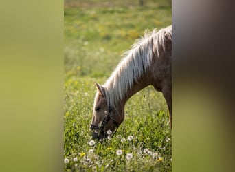 Weitere Ponys/Kleinpferde, Stute, 18 Jahre, 138 cm, Palomino