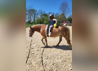 Weitere Ponys/Kleinpferde Mix, Stute, 18 Jahre, 140 cm, Fuchs