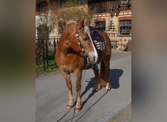 Weitere Ponys/Kleinpferde Mix, Stute, 18 Jahre, 140 cm, Fuchs