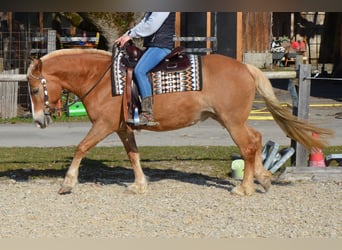 Weitere Ponys/Kleinpferde Mix, Stute, 18 Jahre, 140 cm, Fuchs