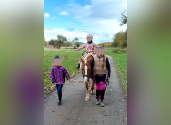 Weitere Ponys/Kleinpferde Mix, Stute, 18 Jahre, 140 cm, Fuchs