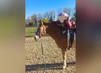 Weitere Ponys/Kleinpferde Mix, Stute, 18 Jahre, 140 cm, Fuchs